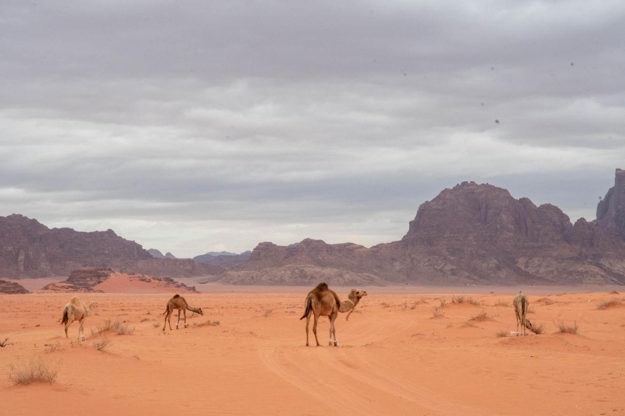 Wadi Rum Nights Esterno foto
