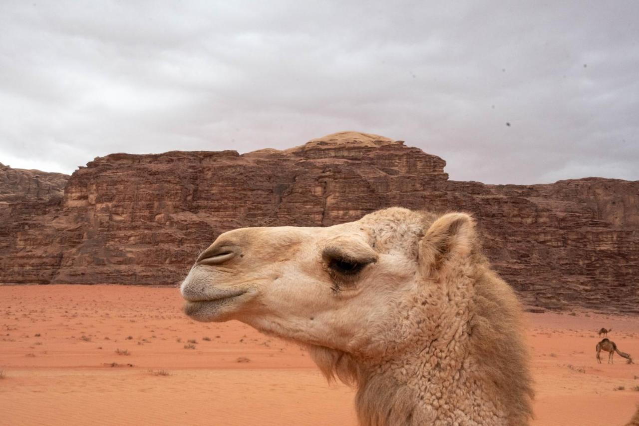 Wadi Rum Nights Esterno foto
